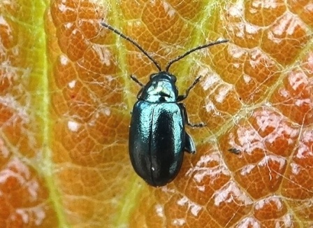   (Haltica ampelophaga)       .  