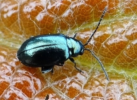   (Haltica ampelophaga)       .  