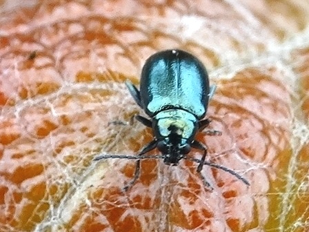   (Haltica ampelophaga)       .  