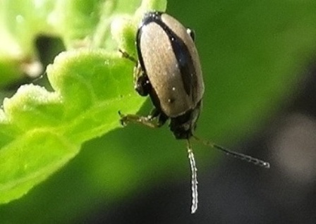    (Phyllotreta nemorum),          .  