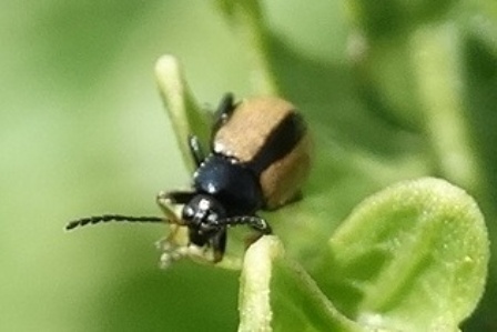    (Phyllotreta nemorum),          .  