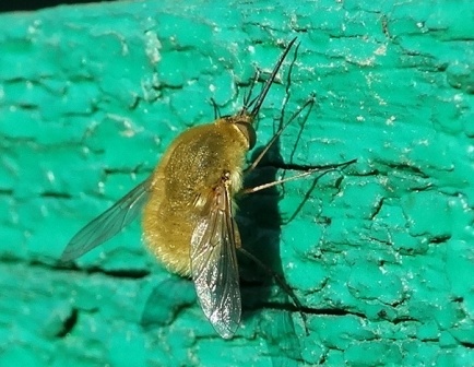   (Bombylius minor)       .  