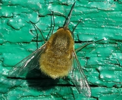   (Bombylius minor)       .  