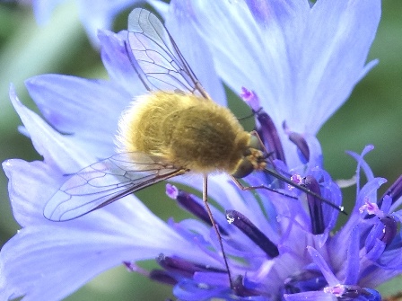   (Bombylius minor)       .  