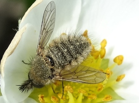   (Conophorus virescens)       .  