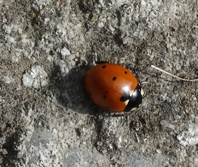    (Coccinella septempunctata)      .  