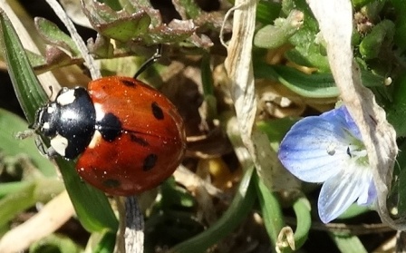    (Coccinella septempunctata)      .  