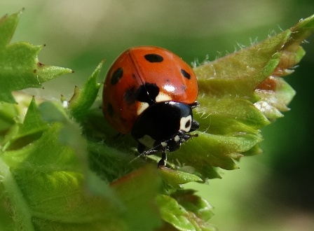    (Coccinella septempunctata)      .  