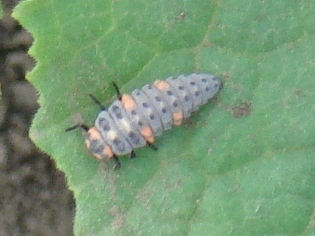    (Coccinella septempunctata)      .  