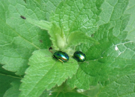    Chrysolina herbacea)      .  