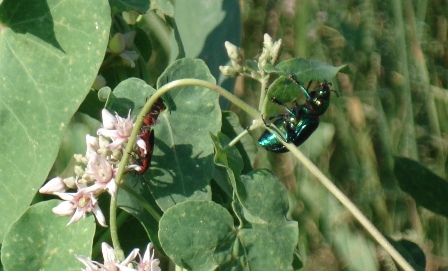  - (Calosoma sycophanta)      .  