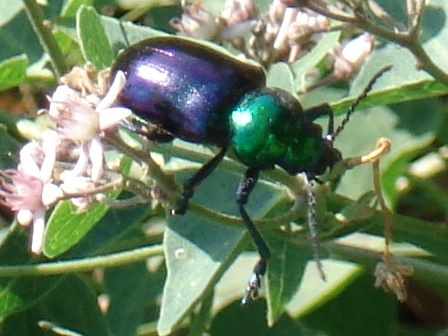  - (Calosoma sycophanta)      .  