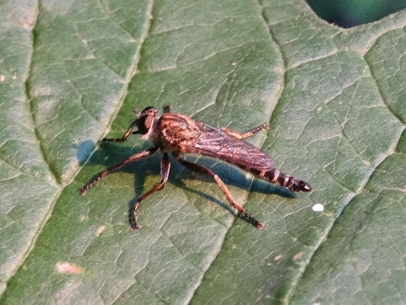   (Leptogaster cylindrical),        .  