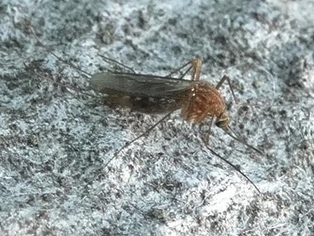   (Culex pipiens),        .  