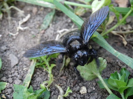   (Xylocopa violacea),  -,  , -       .  