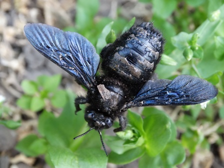   (Xylocopa violacea),  -,  , -       .  