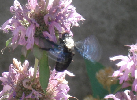   (Xylocopa violacea),  -,  , -       .  