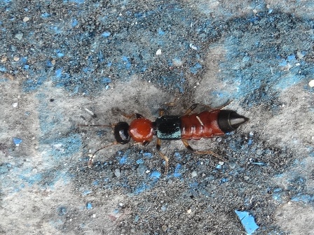   (Paederus riparius)      .  