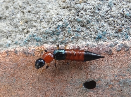   (Paederus riparius)      .  