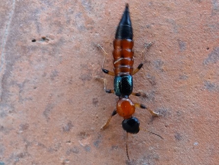  (Paederus riparius)      .  