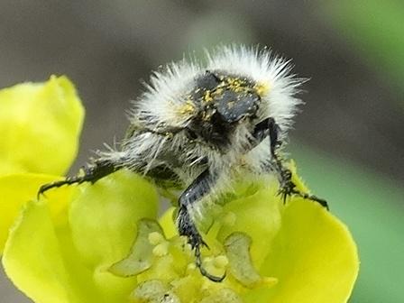   (Epicometis hirta),   (Tropinota hirta)      .  