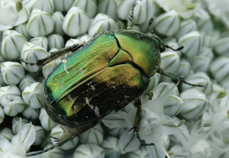   (Cetonia aurata)      .  