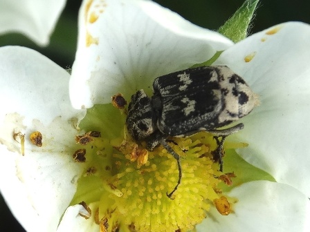   (Vaigus hemipterus)      .  