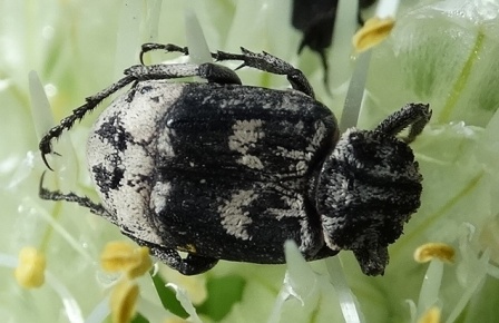   (Vaigus hemipterus)      .  