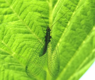   (Chrysoperla camea),       .  