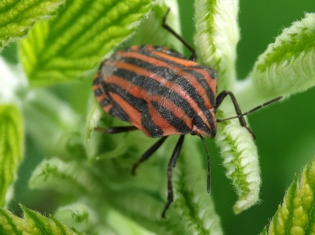   (Graphosoma lineatum),  ,  ,        .  