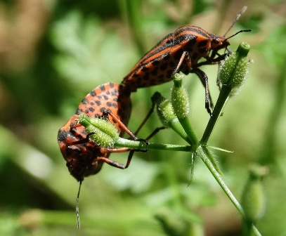   (Graphosoma lineatum),  ,  ,        .  