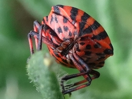   (Graphosoma lineatum),  ,  ,        .  