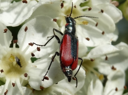   (Malachius aeneus) ,      .  