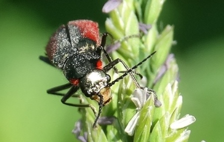   (Malachius aeneus) ,      .  