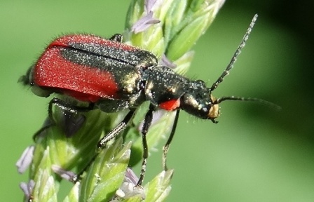   (Malachius aeneus) ,      .  