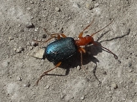   (Brachinus crepitans) ,      .  