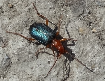   (Brachinus crepitans) ,      .  