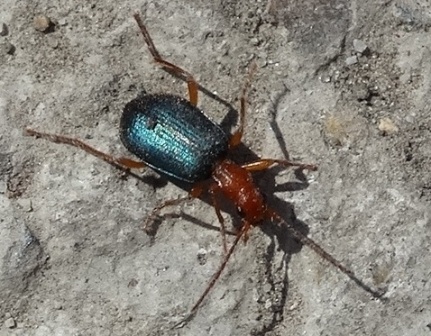   (Brachinus crepitans) ,      .  