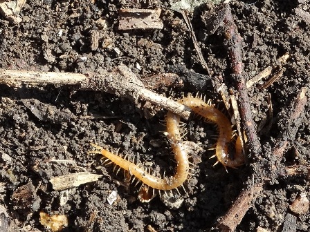  (Geophilomorpha) ,      .  