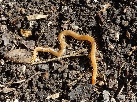  (Geophilomorpha) ,      .  
