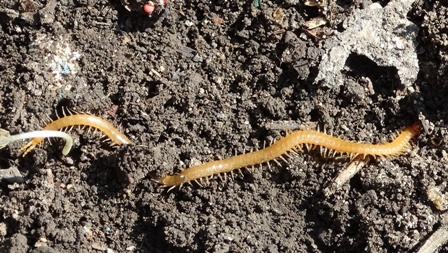  (Geophilomorpha) ,      .  