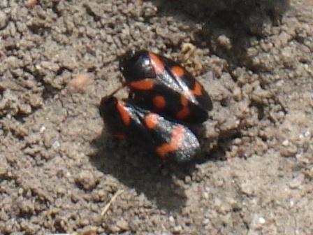   (Cercopis vulnerata),   ,      .  