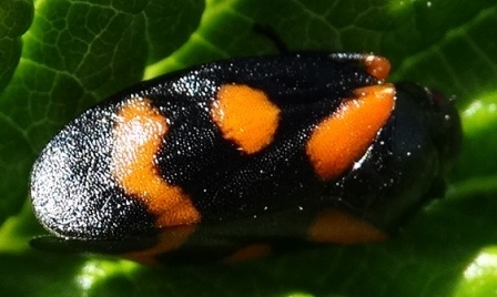   (Cercopis vulnerata),   ,      .  