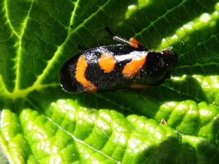   (Cercopis vulnerata),   ,      .  