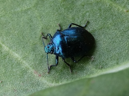    (Zicrona caerulea),        .  