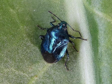    (Zicrona caerulea),        .  