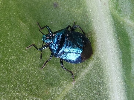    (Zicrona caerulea),        .  