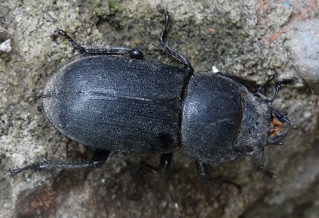   (Dorcus parallelopipedus)      .  