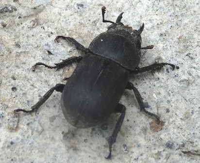   (Dorcus parallelopipedus)      .  