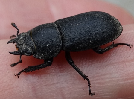   (Dorcus parallelopipedus)      .  